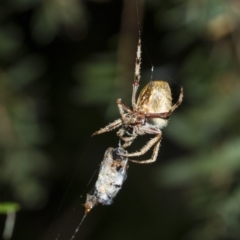 Hortophora sp. (genus) at Higgins, ACT - 12 Feb 2017