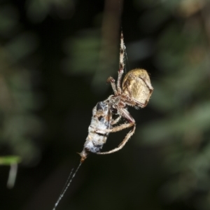 Hortophora sp. (genus) at Higgins, ACT - 12 Feb 2017