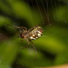 Phonognatha graeffei at Higgins, ACT - 12 Feb 2017