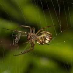 Phonognatha graeffei at Higgins, ACT - 12 Feb 2017