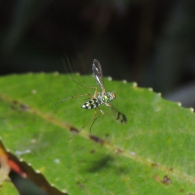 Austrosciapus sp. (genus) (Long-legged fly) at Paddys River, ACT - 4 Feb 2017 by MichaelBedingfield