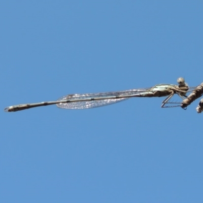 Austrolestes leda (Wandering Ringtail) at Gordon, ACT - 27 Jan 2017 by michaelb