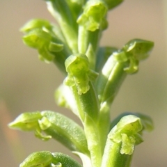 Microtis unifolia (Common Onion Orchid) at Kambah, ACT - 7 Nov 2009 by MatthewFrawley