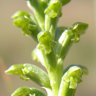 Microtis unifolia (Common Onion Orchid) at Kambah, ACT - 6 Nov 2009 by MatthewFrawley