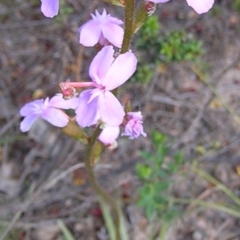 Stylidium (genus) (Trigger Plant) at Kambah, ACT - 7 Nov 2009 by MatthewFrawley