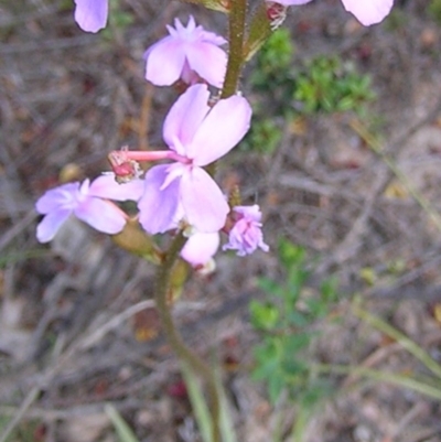 Stylidium (genus) (Trigger Plant) at Kambah, ACT - 7 Nov 2009 by MatthewFrawley