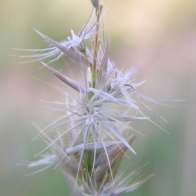 Enneapogon nigricans (Nine-awn Grass, Bottlewashers) at Kambah, ACT - 18 Mar 2010 by MatthewFrawley