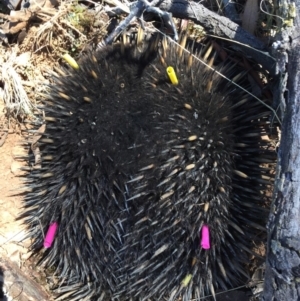 Tachyglossus aculeatus at Gungahlin, ACT - 13 Feb 2017 01:30 PM