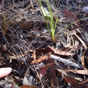 Corunastylis clivicola at Cook, ACT - 13 Feb 2017