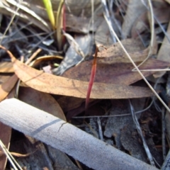 Corunastylis clivicola at Cook, ACT - 13 Feb 2017