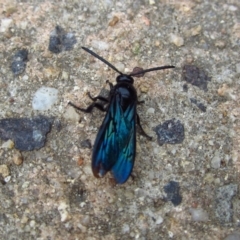 Austroscolia soror (Blue Flower Wasp) at Belconnen, ACT - 7 Feb 2017 by CathB