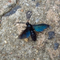 Austroscolia soror at Belconnen, ACT - 7 Feb 2017 02:56 PM