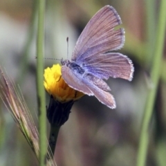 Zizina otis (Common Grass-Blue) at Belconnen, ACT - 5 Nov 2016 by Alison Milton