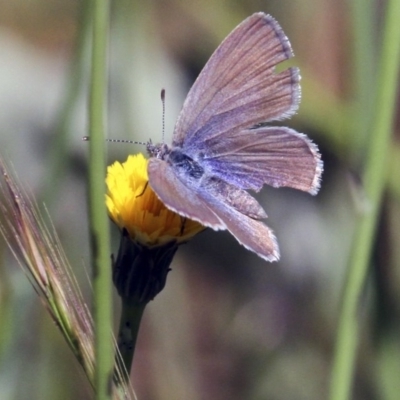 Zizina otis (Common Grass-Blue) at Woodstock Nature Reserve - 5 Nov 2016 by Alison Milton