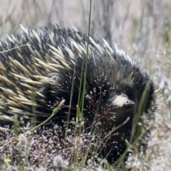 Tachyglossus aculeatus (Short-beaked Echidna) at Belconnen, ACT - 6 Nov 2016 by AlisonMilton