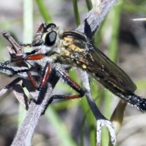 Asiola fasciata at Belconnen, ACT - 6 Nov 2016 09:26 AM