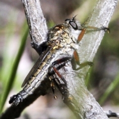 Asiola fasciata at Belconnen, ACT - 6 Nov 2016 09:26 AM