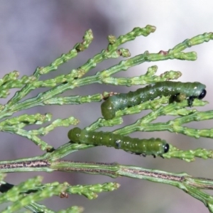 Zenarge turneri at Belconnen, ACT - 6 Nov 2016