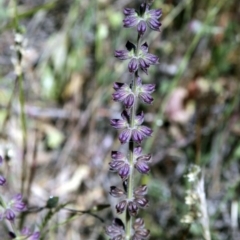 Salvia verbenaca var. verbenaca (Wild Sage) at Belconnen, ACT - 5 Nov 2016 by AlisonMilton