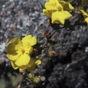 Hibbertia obtusifolia at Belconnen, ACT - 6 Nov 2016 10:07 AM