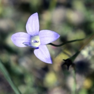 Wahlenbergia sp. at Belconnen, ACT - 6 Nov 2016 09:58 AM