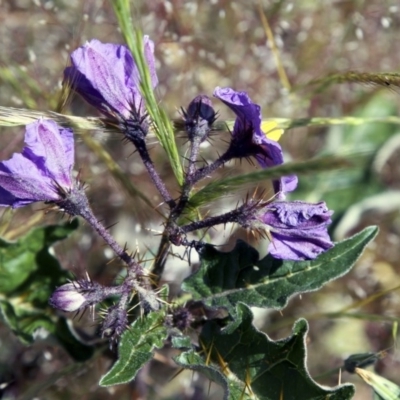 Solanum cinereum (Narrawa Burr) at Belconnen, ACT - 6 Nov 2016 by AlisonMilton