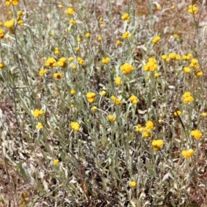 Chrysocephalum apiculatum at Belconnen, ACT - 6 Nov 2016