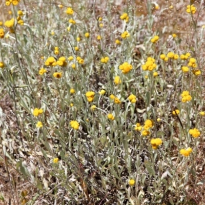 Chrysocephalum apiculatum (Common Everlasting) at Ginninderry Conservation Corridor - 6 Nov 2016 by AlisonMilton