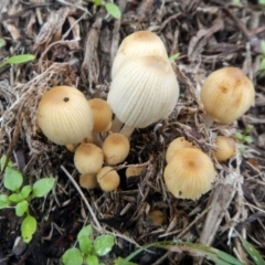 Coprinellus disseminatus (Coprinellus disseminatus) at Higgins, ACT - 19 Jun 2016 by AlisonMilton