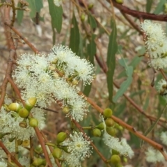 Eucalyptus melliodora (Yellow Box) at Jerrabomberra, ACT - 13 Feb 2017 by Mike