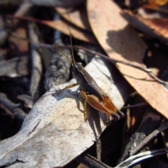 Phaulacridium vittatum (Wingless Grasshopper) at Cook, ACT - 12 Feb 2017 by CathB