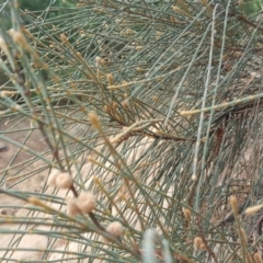 Allocasuarina verticillata (Drooping Sheoak) at Isaacs, ACT - 14 Feb 2017 by Mike