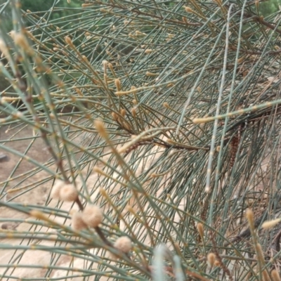 Allocasuarina verticillata (Drooping Sheoak) at Isaacs, ACT - 14 Feb 2017 by Mike