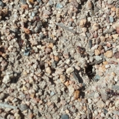 Iridomyrmex purpureus (Meat Ant) at Jerrabomberra, ACT - 14 Feb 2017 by Mike