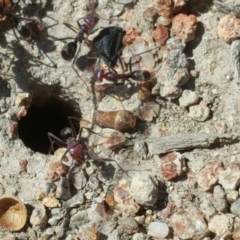 Iridomyrmex purpureus at Jerrabomberra, ACT - 14 Feb 2017 11:08 AM