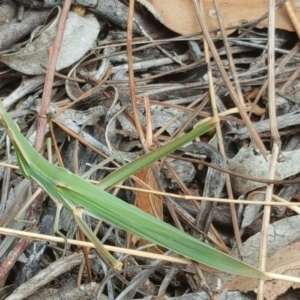 Acrida conica at Isaacs Ridge - 14 Feb 2017 11:28 AM