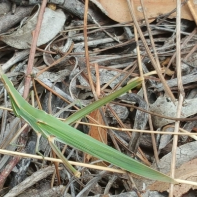 Acrida conica (Giant green slantface) at Isaacs Ridge - 14 Feb 2017 by Mike