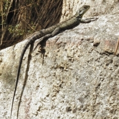 Intellagama lesueurii howittii (Gippsland Water Dragon) at Paddys River, ACT - 14 Feb 2017 by JohnBundock