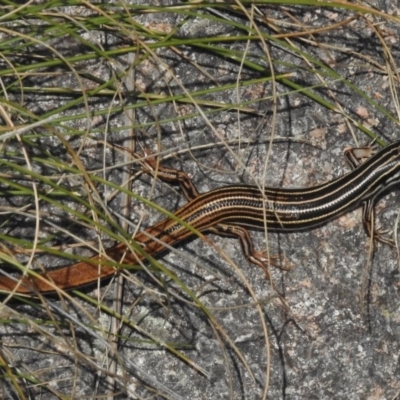 Ctenotus taeniolatus (Copper-tailed Skink) at Paddys River, ACT - 14 Feb 2017 by JohnBundock