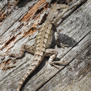 Amphibolurus muricatus at Paddys River, ACT - 14 Feb 2017