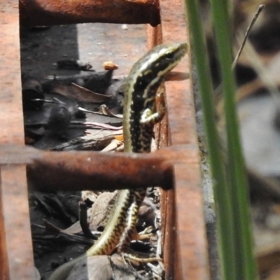 Eulamprus heatwolei (Yellow-bellied Water Skink) at Paddys River, ACT - 14 Feb 2017 by JohnBundock