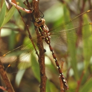 Austroaeschna pulchra at Paddys River, ACT - 14 Feb 2017