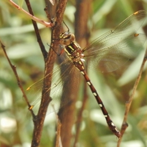 Austroaeschna pulchra at Paddys River, ACT - 14 Feb 2017