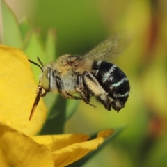 Amegilla (Zonamegilla) asserta (Blue Banded Bee) at Conder, ACT - 12 Jan 2017 by MichaelBedingfield