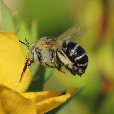 Amegilla (Zonamegilla) asserta (Blue Banded Bee) at Pollinator-friendly garden Conder - 11 Jan 2017 by michaelb