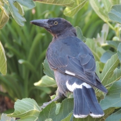 Strepera graculina (Pied Currawong) at Conder, ACT - 15 Jan 2017 by michaelb