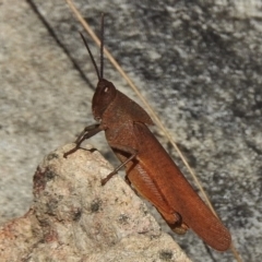 Goniaea australasiae (Gumleaf grasshopper) at Paddys River, ACT - 14 Feb 2017 by JohnBundock