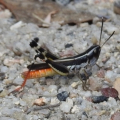 Macrotona australis (Common Macrotona Grasshopper) at Paddys River, ACT - 14 Feb 2017 by JohnBundock