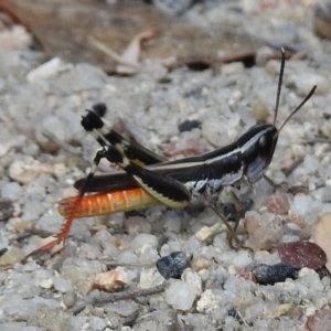 Macrotona australis at Paddys River, ACT - 14 Feb 2017