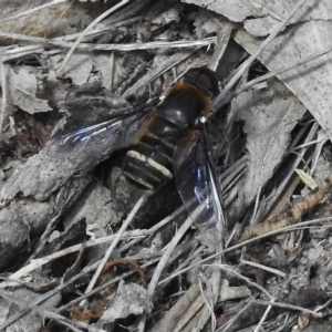 Villa sp. (genus) at Paddys River, ACT - 14 Feb 2017